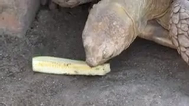 CABO SAN LUCAS MEXICO-2020: View Of Tortoise Eating Yellow Vegetable On A Clear Day