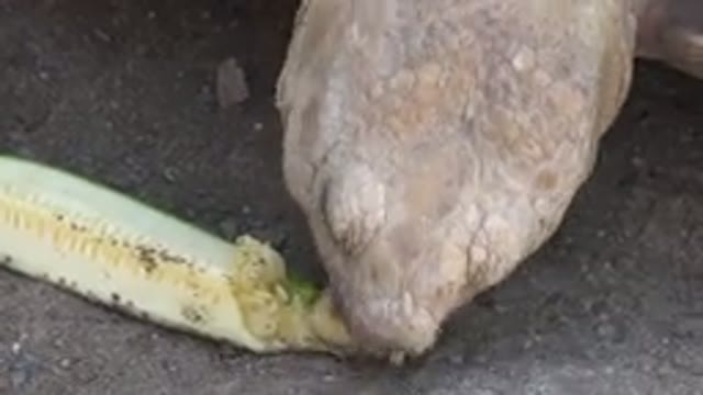 CABO SAN LUCAS MEXICO-2020: Reptile Eating A Ripe Cucumber On Asphalt On A Hot Day