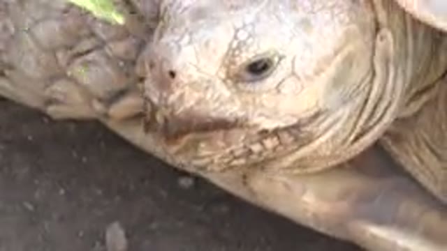 CABO SAN LUCAS MEXICO-2020: A Big Turtle Having A Wonder Lunch During The Day In