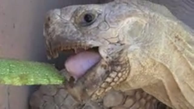 CABO SAN LUCAS MEXICO-2020: Someone Reaches Out To Hand Feed Enormous Turtle A