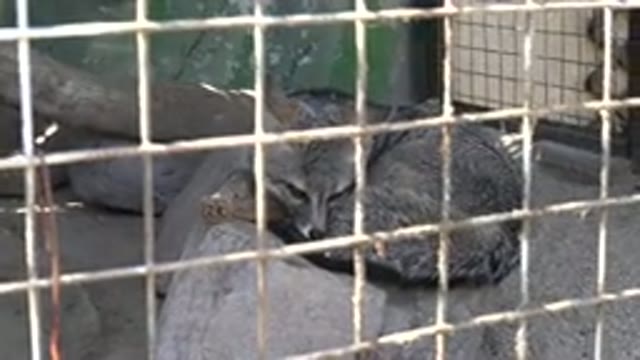 CABO SAN LUCAS MEXICO-2020: Video Of A Fox Taken Inside The Zoo Catching The