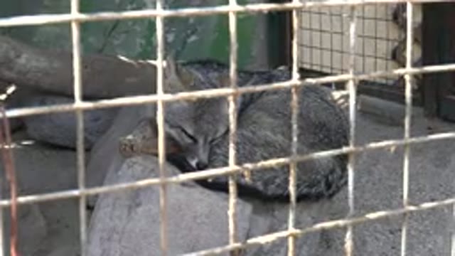 CABO SAN LUCAS MEXICO-2020: Cute Little Fox Resting In The Shade Looks Up For A