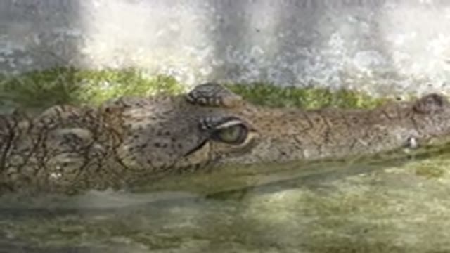 CABO SAN LUCAS MEXICO-2020: Alligator On A Zoo All By Himself