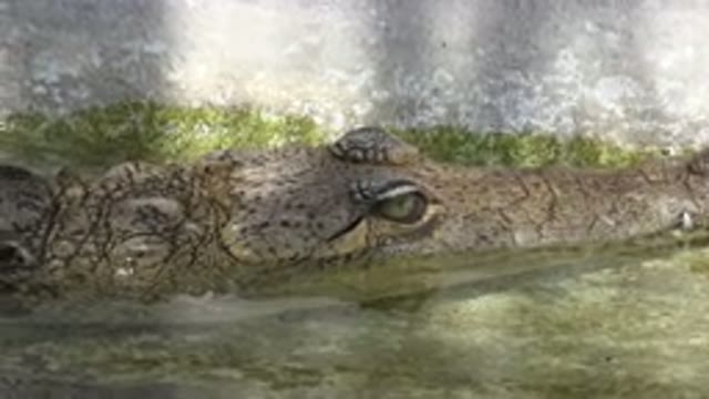 CABO SAN LUCAS MEXICO-2020: Close Up Of Angry Crocodile