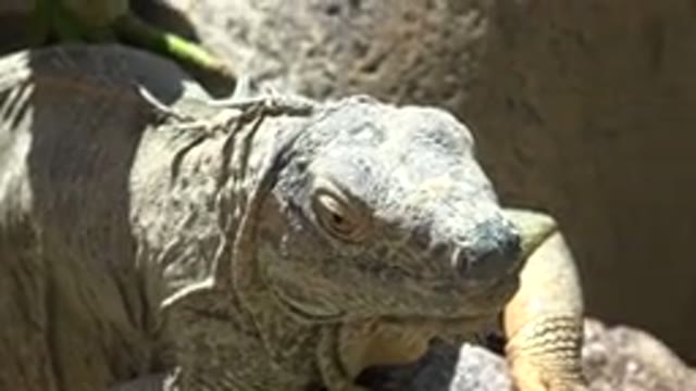 CABO SAN LUCAS MEXICO-2020: A Green Iguana Sitting in the Sun on a Rock