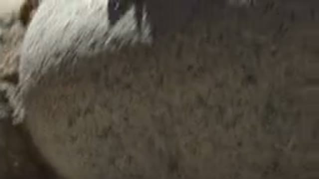 CABO SAN LUCAS MEXICO-2020: Iguana Looks A Cameraman In The Eye With Clear