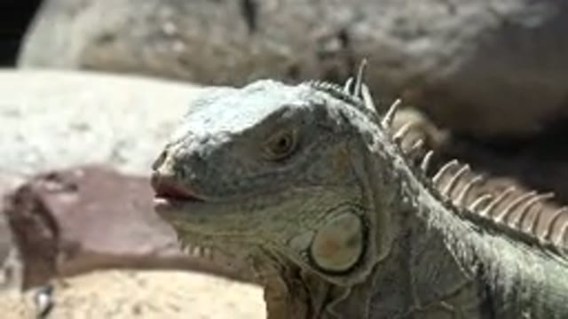 CABO SAN LUCAS MEXICO-2020: A Lizard Is In Front Of Some Rocks Observing Flies