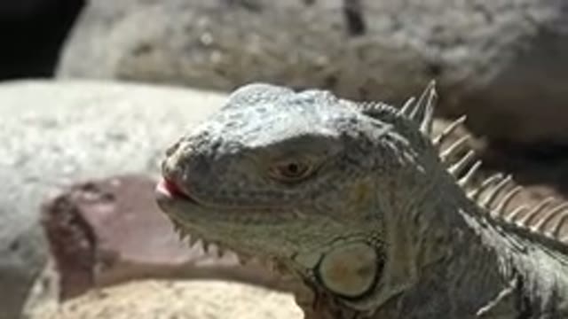 CABO SAN LUCAS MEXICO-2020: When A Iguana Stares At You