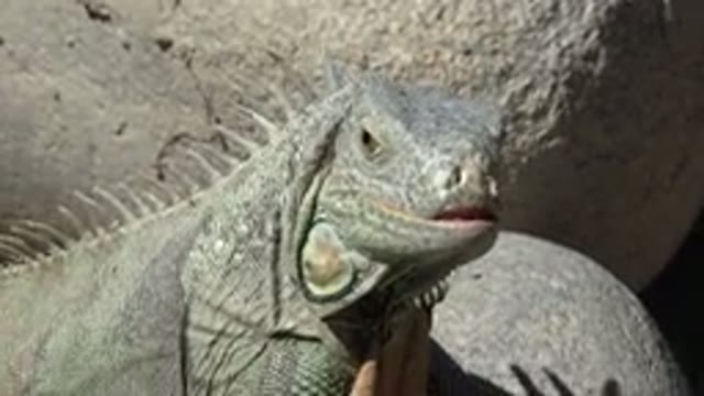 CABO SAN LUCAS MEXICO-2020: A Huge Wide Animal Is Taken Care Of By A Widen-Face