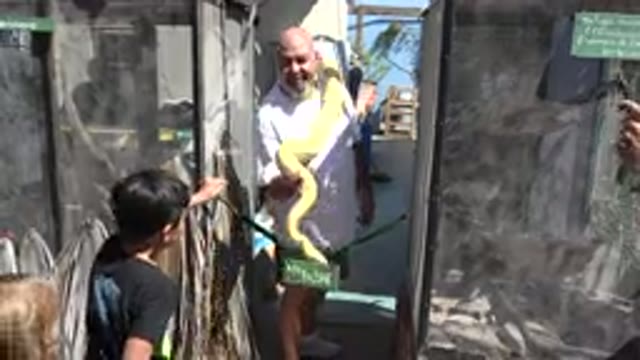 CABO SAN LUCAS MEXICO-2020: Man With Goatee Allows Frightened Boy To Pet Yellow Boa Constrictor
