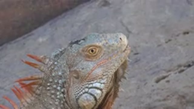CABO SAN LUCAS MEXICO-2020: Large Green Lizard Standing On The Ground With