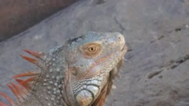 CABO SAN LUCAS MEXICO-2020: Amazing Video Of Red Crested Lizard In Cabo San