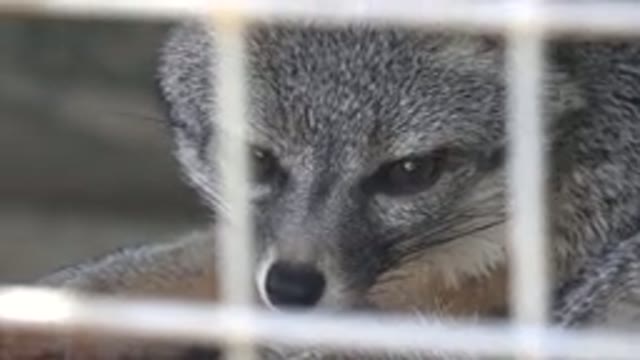 CABO SAN LUCAS MEXICO-2020: A Beautiful Sleepy and Caged Fox Cub Is Being Filmed