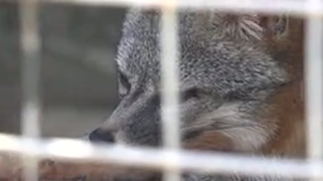 CABO SAN LUCAS MEXICO-2020: Red Fox Lying Down In A Cage
