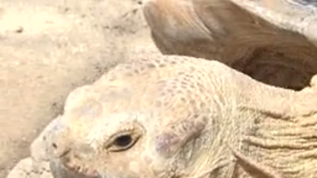 CABO SAN LUCAS MEXICO-2020: The Turtle Moving Its Head