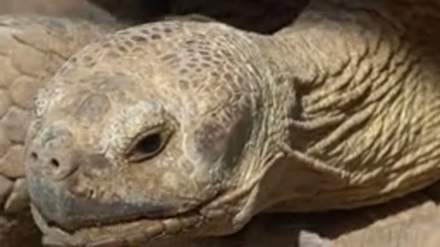 CABO SAN LUCAS MEXICO-2020: Close Up View Of Tortoise Face As It Walks Toward A