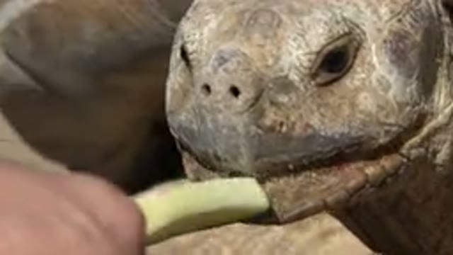 CABO SAN LUCAS MEXICO-2020: A Turtle Being Fed Green Food By Hand