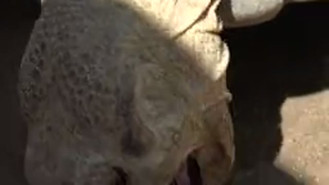 CABO SAN LUCAS MEXICO-2020: Turtle Trying To Eat A Piece Of Cucumber From The Floor