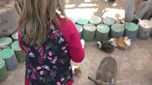 CABO SAN LUCAS MEXICO-2020: Girl Wearing Red Sweater Feeds Brown Rabbit On A