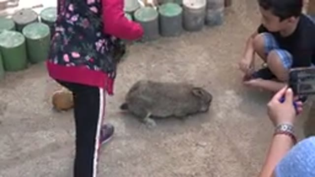 CABO SAN LUCAS MEXICO-2020: Children Playing With A Rabbit In A Farm Or Zoo