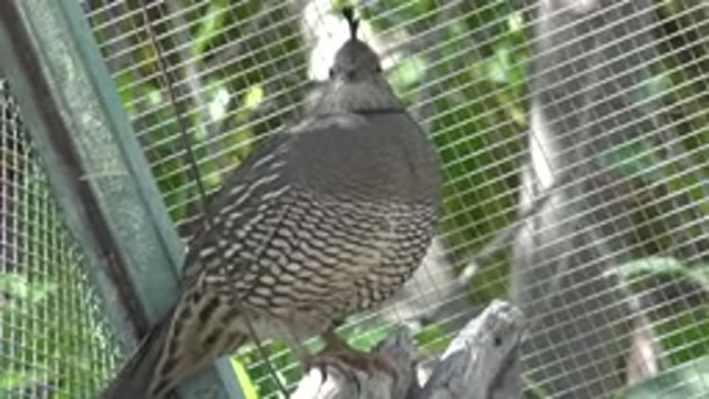 CABO SAN LUCAS MEXICO-2020: A Fat Bird Perches On Wood In A Zoo Cage