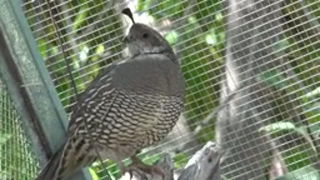 CABO SAN LUCAS MEXICO-2020: Elegant And Beautiful Bird Having A Great Time At