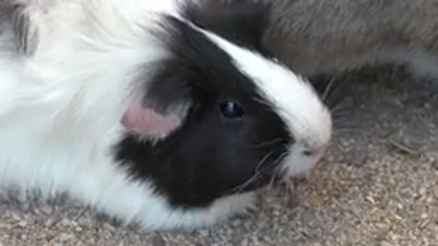 CABO SAN LUCAS MEXICO-2020: View Of Black And White Guinea Pig Eating On A Clear Day