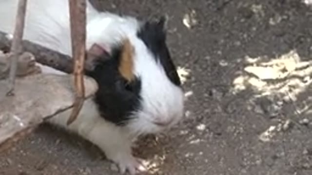 CABO SAN LUCAS MEXICO-2020: A Beautiful Little Creature Running Around In Its