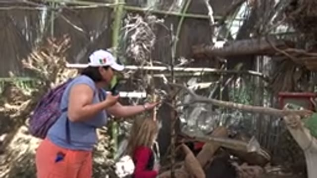 CABO SAN LUCAS MEXICO-2020: Child And Adult Feeding Two Green Birds