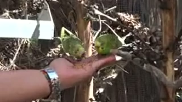 CABO SAN LUCAS MEXICO-2020: Two Green And Yellow Parakeets Eat Seed From Man's Hand