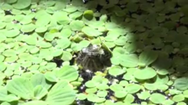 CABO SAN LUCAS MEXICO-2020: A Portrait Of A Happy Turtle Swimming In The Lake