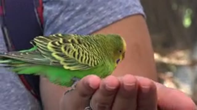 CABO SAN LUCAS MEXICO-2020: A Person Feeds A Small Green Bird In His Hand
