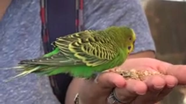 CABO SAN LUCAS MEXICO-2020: A Person Feeding A Small Green Bird From Their Hand