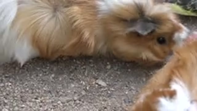 CABO SAN LUCAS MEXICO-2020: Guinea Pigs Look For Food Together With Parrots