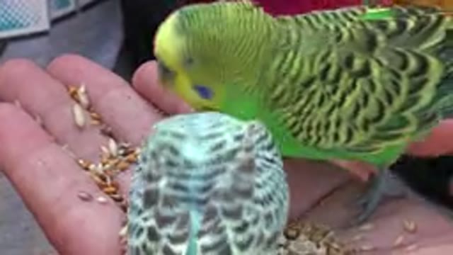 CABO SAN LUCAS MEXICO-2020: Two Birds One Green One Blue Eating Bird Seed In The