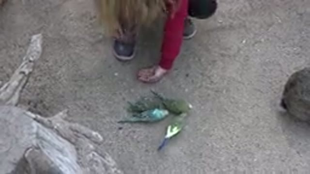 CABO SAN LUCAS MEXICO-2020: A Kid Is Feeding Small Birds On A Beautiful Day