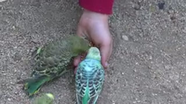 CABO SAN LUCAS MEXICO-2020: Person Feeding Birds Eating Plumage Colorful Wild