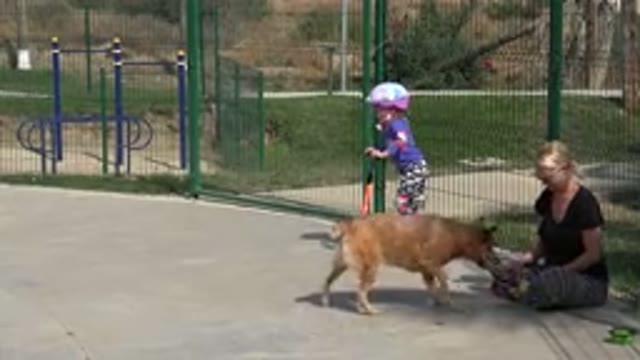 LOS CABOS MEXICO-2019: Kid Adult Pa Lying in Park with Dog on Sunny Day Near Playground Tennis