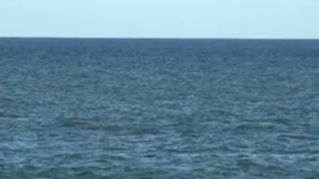 LOS CABOS MEXICO-2019: A Mysterious Animal Coming To The Surface For Hunting In