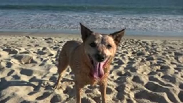 LOS CABOS MEXICO-2019: Friendly Dog Panting At The Beach By The Waves On The