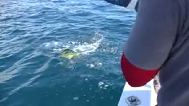 LOS CABOS MEXICO-2019: Fishermen Catching Medium Fish And Bringing It To The Boat
