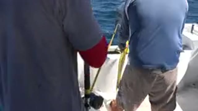 LOS CABOS MEXICO-2019: Fisherman In Blue And White Shirt Catches Big Fish With