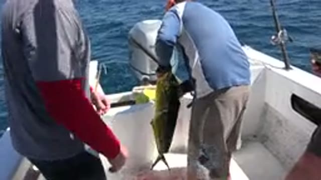 LOS CABOS MEXICO-2019: Fishermen Caught Yellow Fish