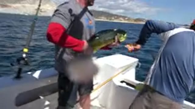 LOS CABOS MEXICO-2019: Fisherman Proudly Holds Up His Catch As The Fish Tries To Flop