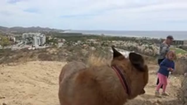 LOS CABOS MEXICO-2019: Close-Up Of A Dog Wanting To Play With His Master