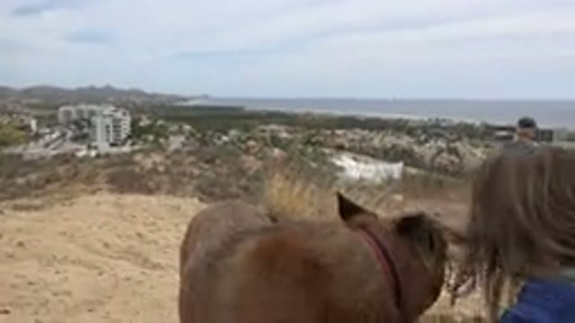 LOS CABOS MEXICO-2019: Little Girl Kneels Next To Dog And Proceeds To Lean