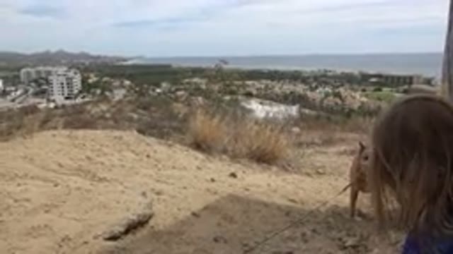 LOS CABOS MEXICO-2019: Little Girl On Top Of A Hill Staring At A Dog Near The Beach
