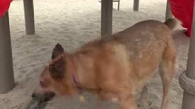 SAN JOSE DEL CABO MEXICO-2019: Australian Cattle Dog With Toy In His Mouth On