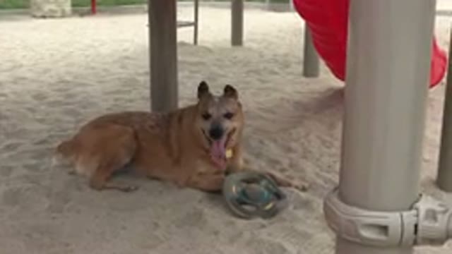 SAN JOSE DEL CABO MEXICO-2019: A Very Worn Out Dog Laying With His Toy In The