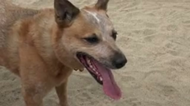 SAN JOSE DEL CABO MEXICO-2019: Brown Dog With Long Floppy Tongue Pants On The Beach
